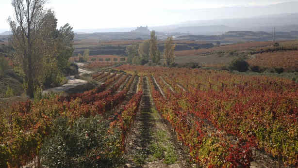 Qué hace tan especial el vino de la Rioja Alavesa
