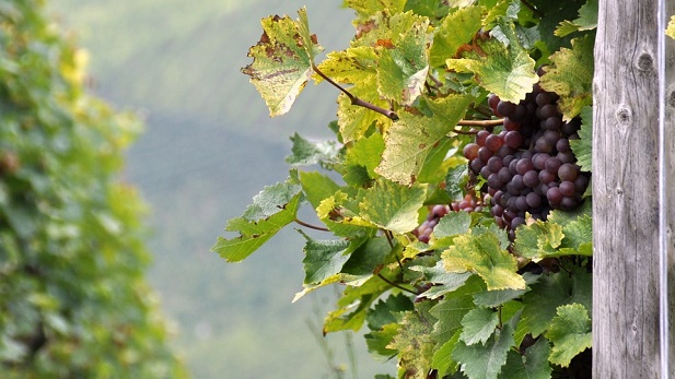 tipologia y aromas del vino de rioja alavesa