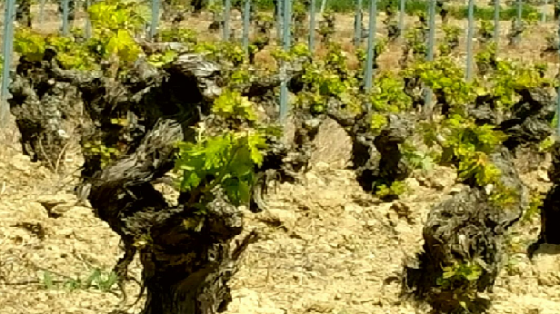 El renacer de nuestros viñedos en la Rioja Alavesa