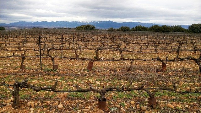 Llega el momento de la poda a la Rioja Alavesa
