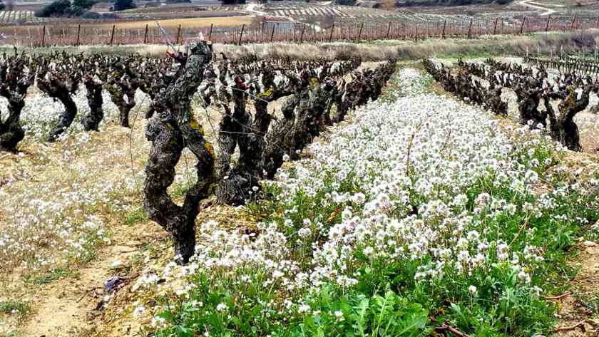 Paseando por Rioja Alavesa, tierra de vinos y de leyendas …