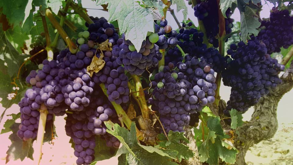 Los 10 tipos de uvas más utilizadas para hacer vino